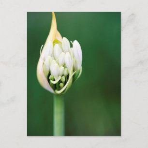 African Lily, Agapanthus Praecox, Cape Town Postcard