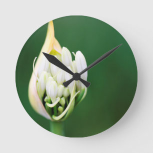 African Lily, Agapanthus Praecox, Cape Town Round Clock