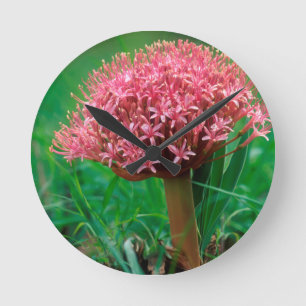 African Lily (Agapanthus Praecox), Mala Mala Round Clock
