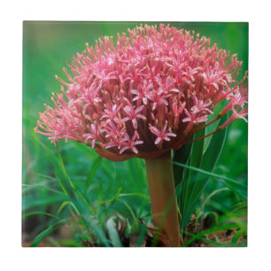 African Lily (Agapanthus Praecox), Mala Mala Tile