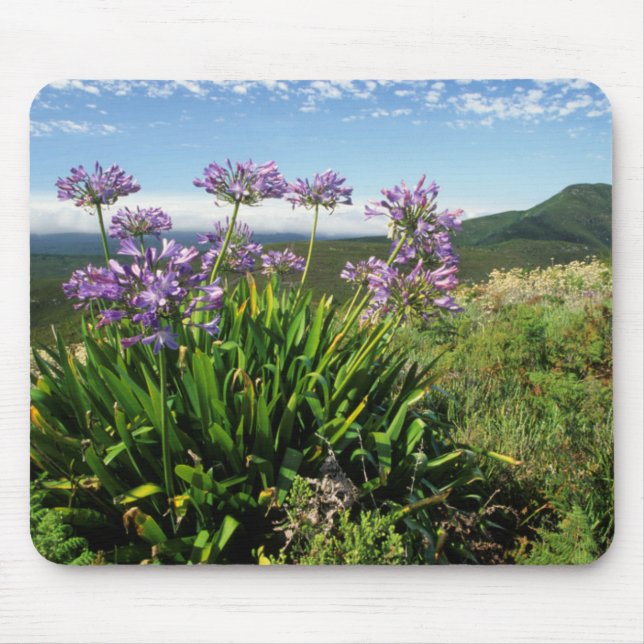 African Lily (Agapanthus praecox), Mossel Bay Mouse Pad (Front)