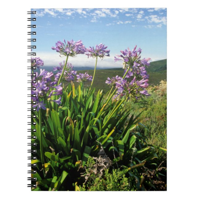 African Lily (Agapanthus praecox), Mossel Bay Notebook (Front)