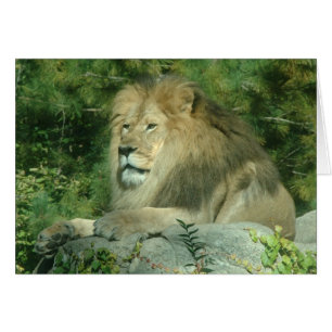 African Lion