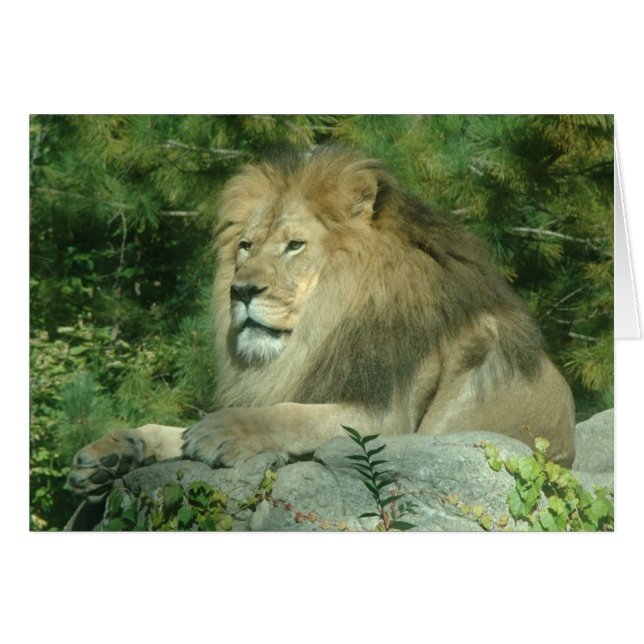African Lion (Front Horizontal)