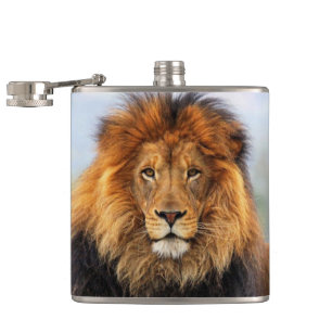 African Lion 1 Hip Flask