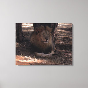 AFRICAN LION Big Five Cat Wildlife Photo Print