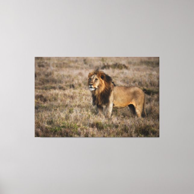 African Lion Canvas Print (Front)