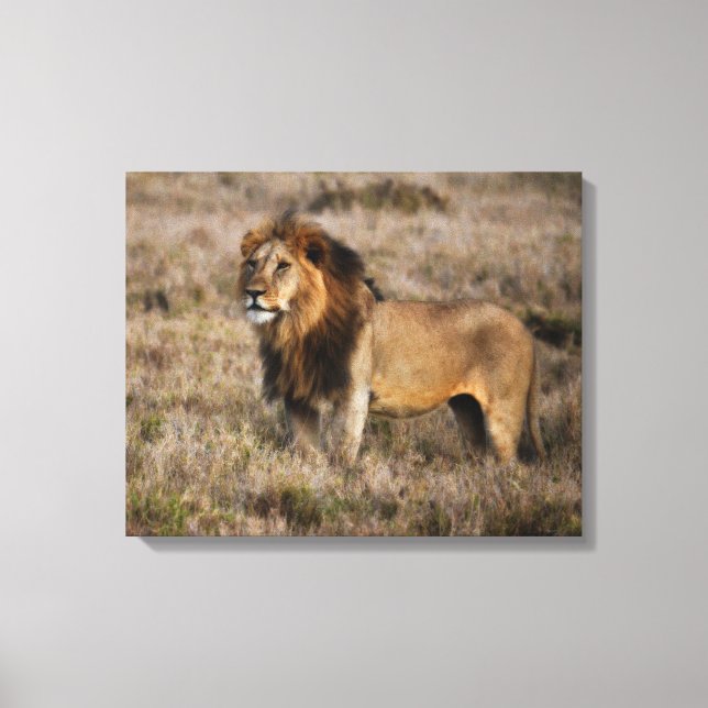 African Lion Canvas Print (Front)