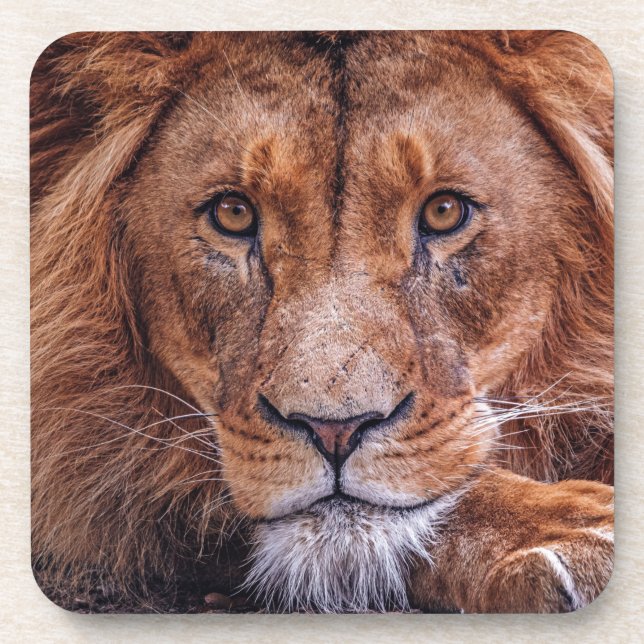 African Lion Coaster (Front)