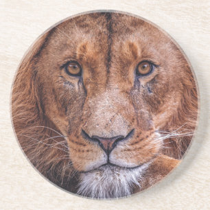 African Lion Coaster