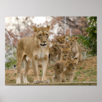 African Lion Cubs with Mother