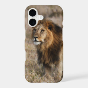 African Lion in Grass