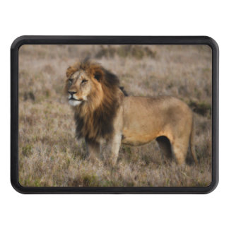 African Lion in Grass Trailer Hitch Cover