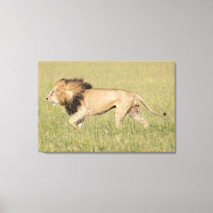 African Lion in the Savanna Wrapped Canvas Print