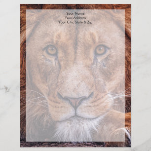 African Lion Letterhead