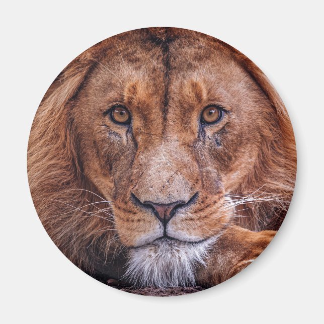 African Lion Magnet (Front)