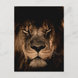 african lion mane close eyes postcard