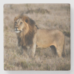 African Lion Marble Stone Coaster