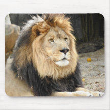 African Lion