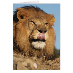 African Lion (Panthera Leo), African savannah