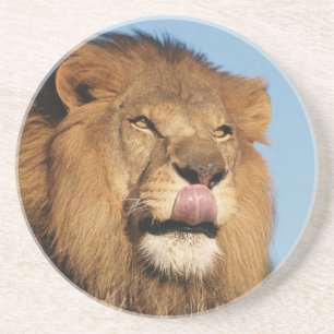 African Lion (Panthera Leo), African savannah Coaster