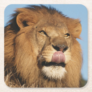 African Lion (Panthera Leo), African savannah Square Paper Coaster