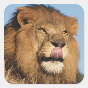 African Lion (Panthera Leo), African savannah Square Sticker
