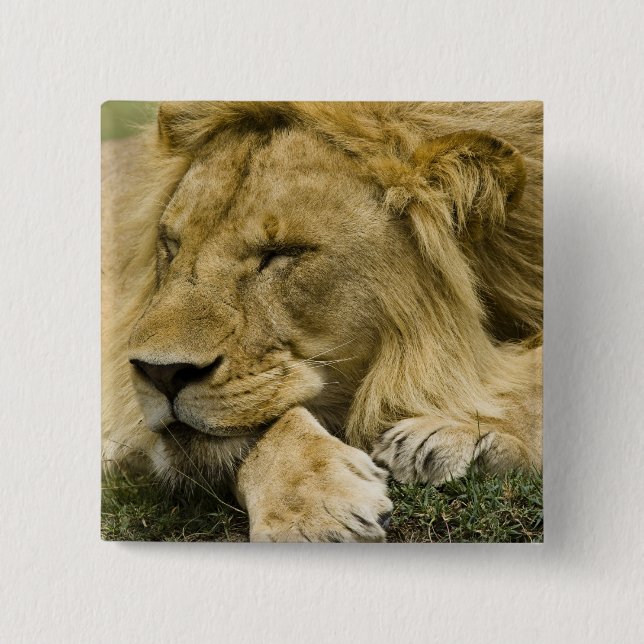 African Lion, Panthera leo, laying down asleep 2 Inch Square Button (Front)