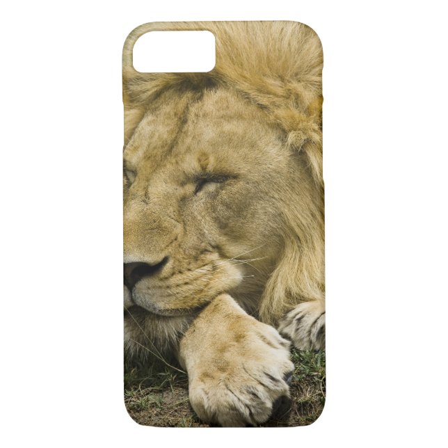 African Lion, Panthera leo, laying down asleep Case-Mate iPhone Case (Back)