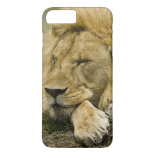 African Lion, Panthera leo, laying down asleep Case-Mate iPhone Case