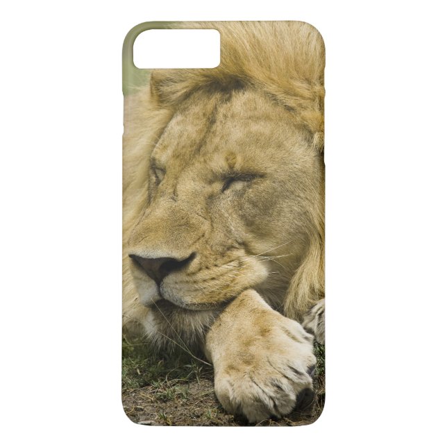 African Lion, Panthera leo, laying down asleep Case-Mate iPhone Case (Back)