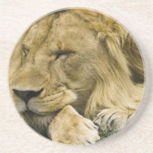 African Lion, Panthera leo, laying down asleep Coaster