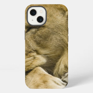 African Lion, Panthera leo, laying down asleep iPhone 13 Case