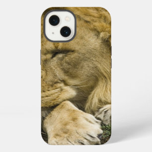 African Lion, Panthera leo, laying down asleep iPhone 13 Case