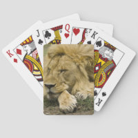African Lion, Panthera leo, laying down asleep