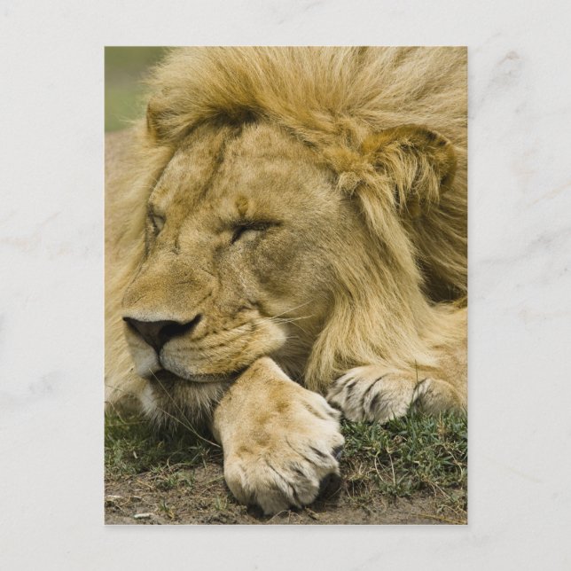 African Lion, Panthera leo, laying down asleep Postcard (Front)