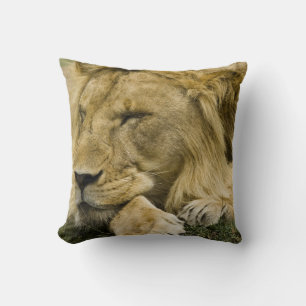African Lion, Panthera leo, laying down asleep Throw Pillow