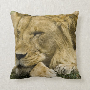 African Lion, Panthera leo, laying down asleep Throw Pillow