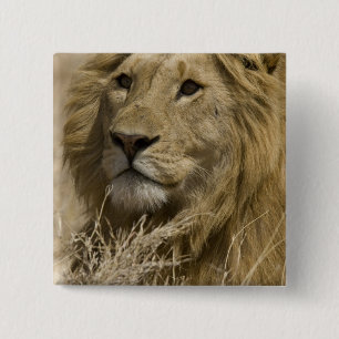 African Lion, Panthera leo, Portrait of a 2 Inch Square Button
