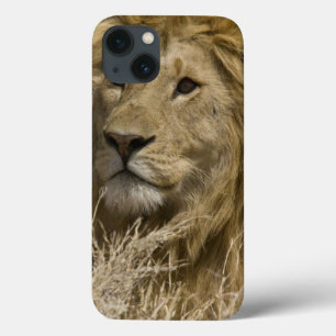 African Lion, Panthera leo, Portrait of a iPhone 13 Case