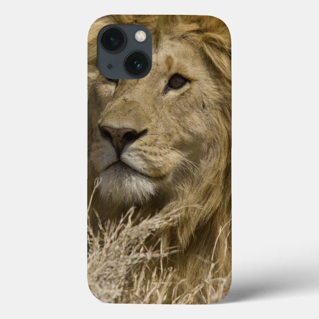 African Lion, Panthera leo, Portrait of a Case-Mate iPhone Case (Back)