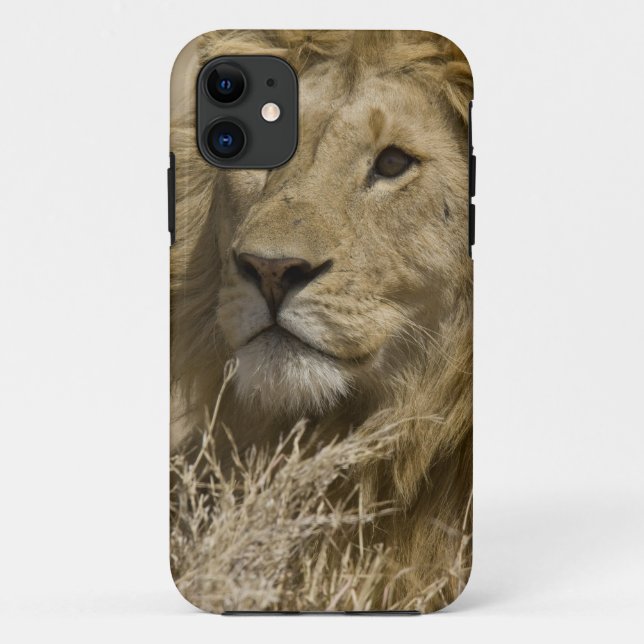 African Lion, Panthera leo, Portrait of a Case-Mate iPhone Case (Back)