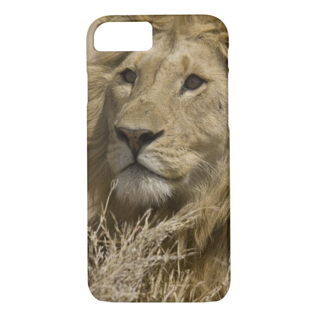 African Lion, Panthera leo, Portrait of a Case-Mate iPhone Case (Back)