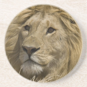 African Lion, Panthera leo, Portrait of a Coaster
