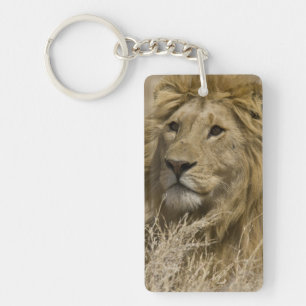African Lion, Panthera leo, Portrait of a Keychain