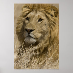 African Lion, Panthera leo, Portrait of a Poster