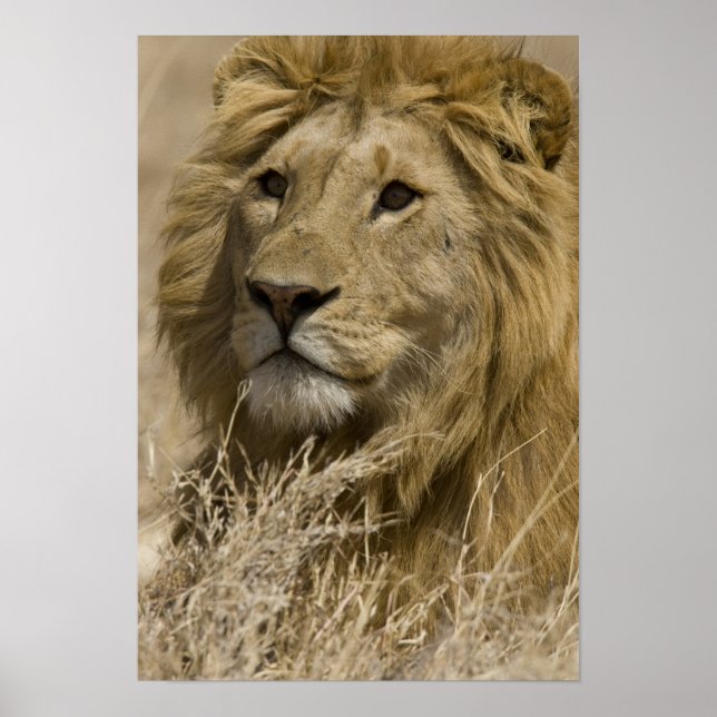 African Lion, Panthera leo, Portrait of a Poster (Front)