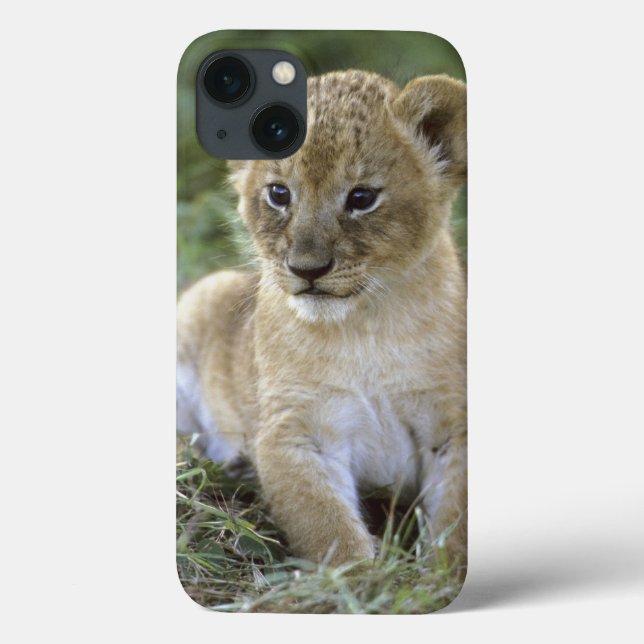 African lion, Panthera leo), Tanzania, Case-Mate iPhone Case (Back)