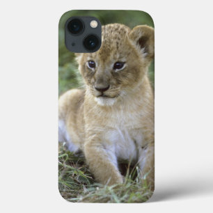 African lion, Panthera leo), Tanzania, iPhone 13 Case