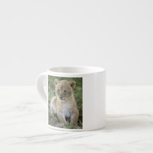 African lion, Panthera leo), Tanzania, Espresso Cup